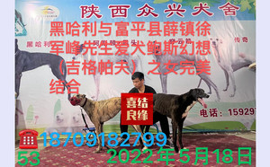 黑哈利X鲍斯幻想 TY520，941000225080576.jpg