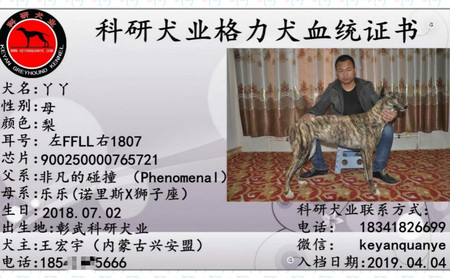 格力犬中英文血统查询