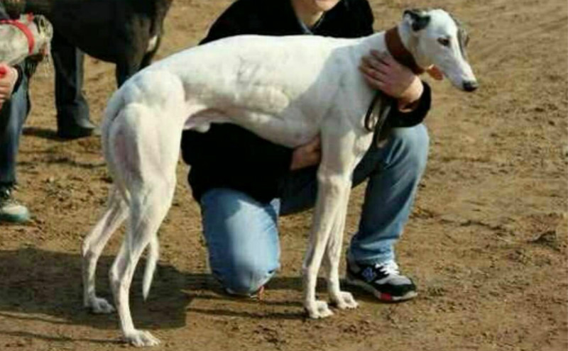 白诺里斯 991001001730333 - 格力犬yy--格力犬血统查询