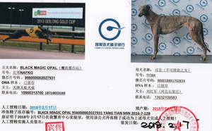 魔法蛋白石X可乐 TY384，900018881702834，彩虹公主.jpg