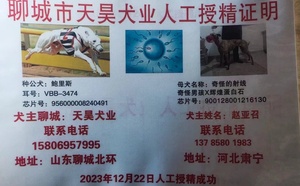 鲍里斯X奇怪的射线 S5510 109N，900128001216130.jpg