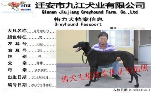 贝蒂脸红仔 HFBD 21H