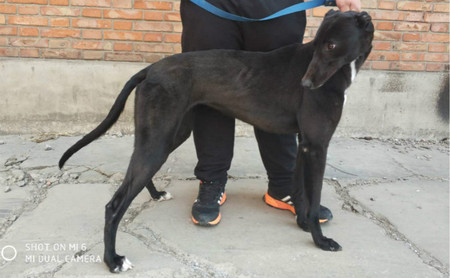 幻觉飞鱼 ngxh 616b,156111110066839 - 格力犬yy--格力犬中英文血统