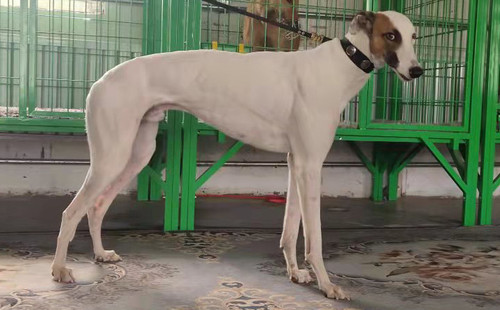 白龙 992001000381703