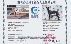 卡尼亚游轮X八统 900168801097826.jpg