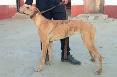 狸子156111110098177,ngxh418a 格力犬yy-格力犬中英文血统查询