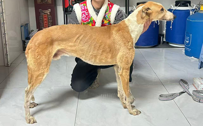 最可怕的辉煌 990000009407272