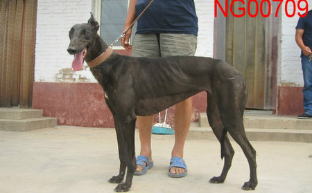 黑玫瑰 NGQX 514C，900111880207598