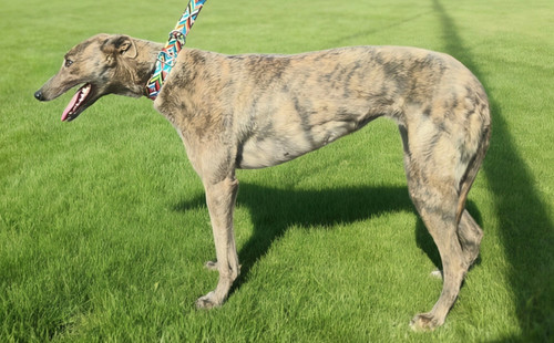 青鸟 900263004914441