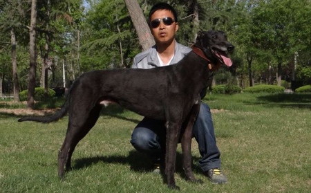 格力犬名录-格力犬yy--格力犬血统查询