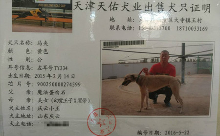 马夹ty334,900250000274599 - 格力犬yy--格力犬中英文血统查询