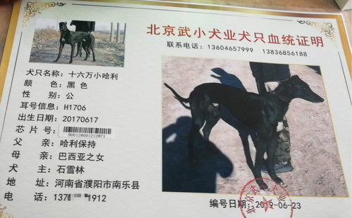 十六万小哈利 900128001202871，H1706