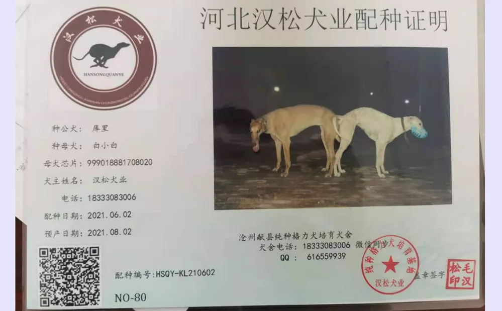 格力犬库里血统图片