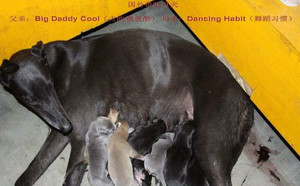 大的爸爸酷X舞蹈习惯 Dancing Habit.jpg