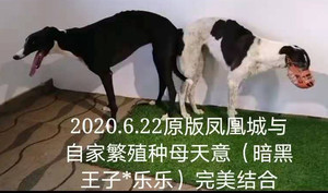 凤凰城X天意 YY4924.jpg