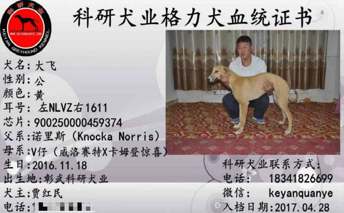 大飞 900250000459374，NLVZ1611