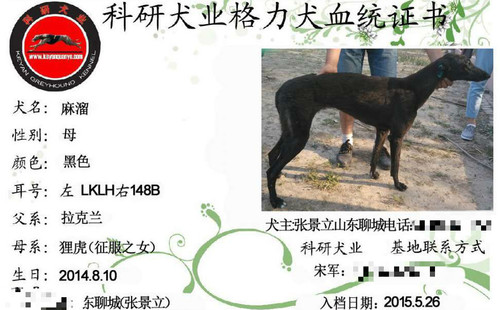 麻溜 LKLH 148B