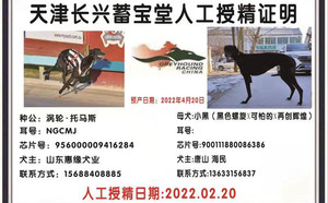 涡轮托马斯X小黑 900111880086386，三条腿.jpg