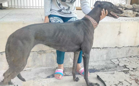 黑凤凰yy1 格力犬yy 格力犬中英文血统查询