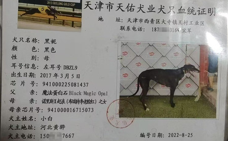 黑妮 941000225081437，DBZL9