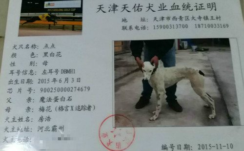 蛋白花 DBMH1，900250000274679，点点