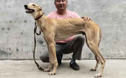 黄箭 900168801045321，GZQS