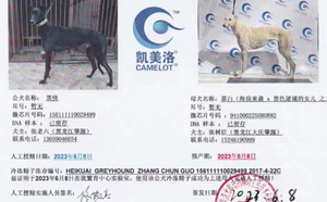 黑快X草白 941000225080882.jpg