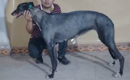 红豹花 900111880205653，900128001212869，M1310