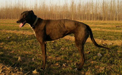 辉煌的影子 900250000115842，941000015046947