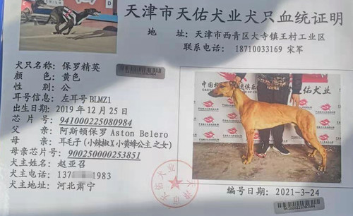 保罗精英 BLMZ1，941000225080984
