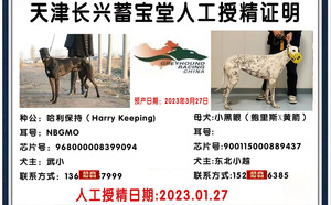 哈利保持X小黑眼 NGXH 917A，900115000889437.jpg