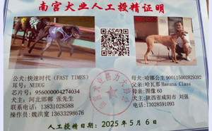 快速时代X哈娜公主 900115002829392，NGXH1123BM.jpg