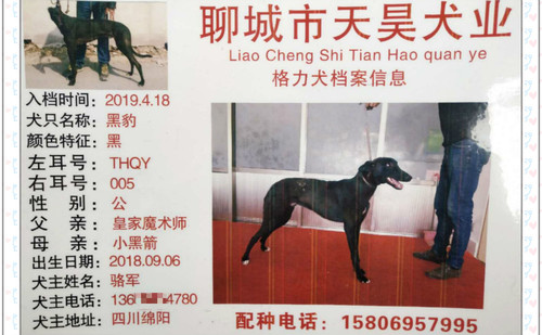 黑豹 THQY005