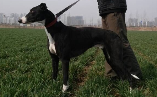 格力犬中英文血统查询