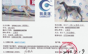 弹簧枪X花木兰 900022092027389.jpg