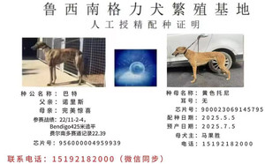 巴特X黄色托尼 900023069145795.jpg