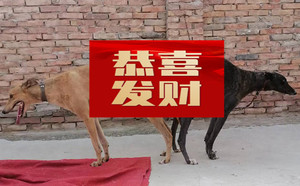 熊二X尼克黑狸900215005748972.jpg