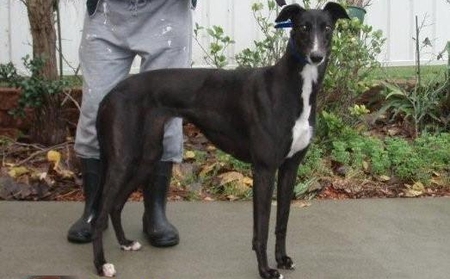 愤怒 Awesome Rage，900111880089741