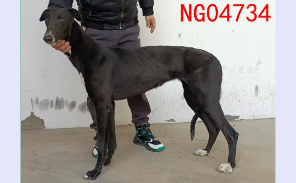 黑色石榴 900219000991234，NGXH224A5