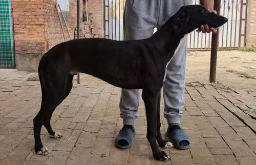 疾兔 900111881587472，S553740PS