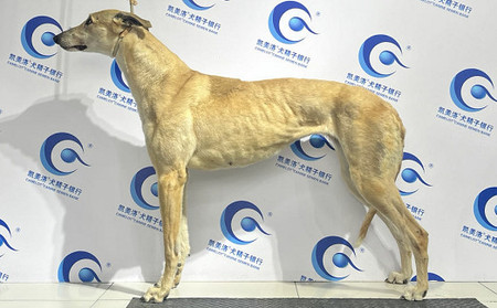 金箭 941000225081563