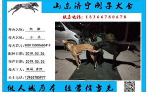 凯撒X小米 900115000680419.jpg