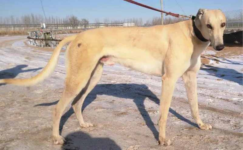 幻觉小宝贝 cy088,900250000253864 - 格力犬yy--格力犬血统查询