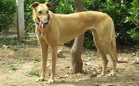 格力犬中英文血统查询