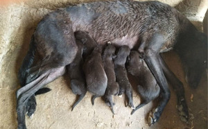 红毛X黑妞 900015637868040.jpg