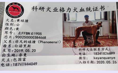 黄碰撞 900250000384668，FFBN1905