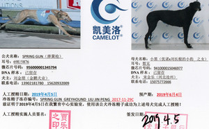 弹簧枪X小黑 941000015046977.jpg