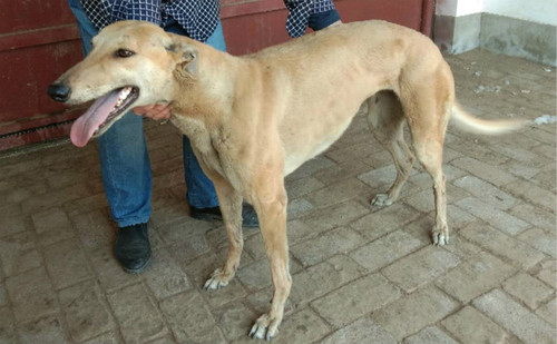 格力犬中英文血统查询