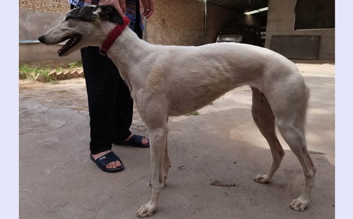 黑星犬好不好图片