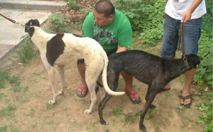 铁条X来喜 941000016715093.jpg